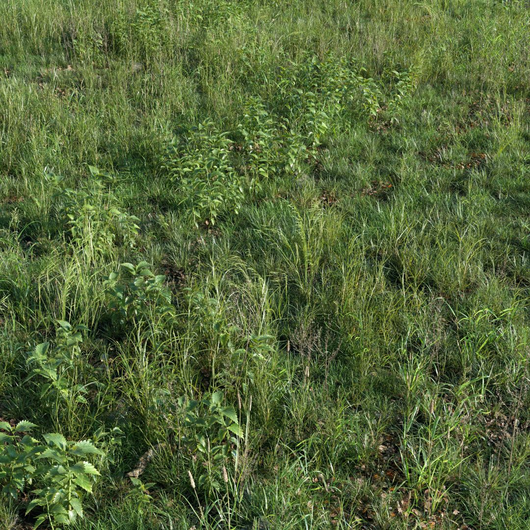 Meadow